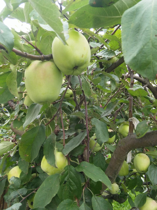 Кандиль Никитина 2