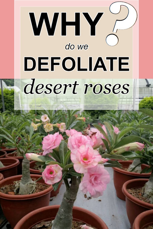 why-we-defoliate-desert-roses.jpg