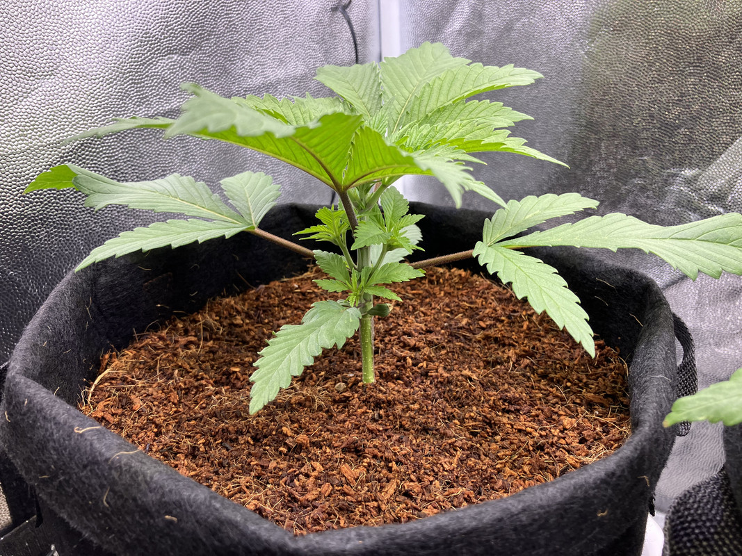 IMG_1297(marzo 31 2023)