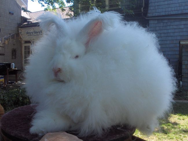 https://i.postimg.cc/xjx0Qh3K/angora-nyul.jpg