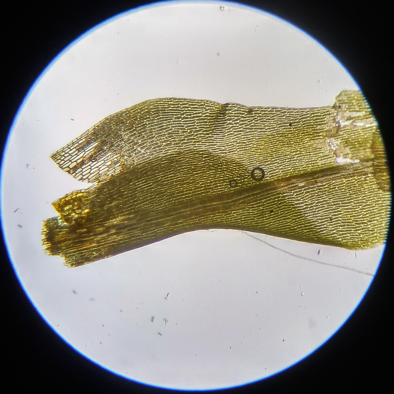 IMG 20250614 111158 HDR