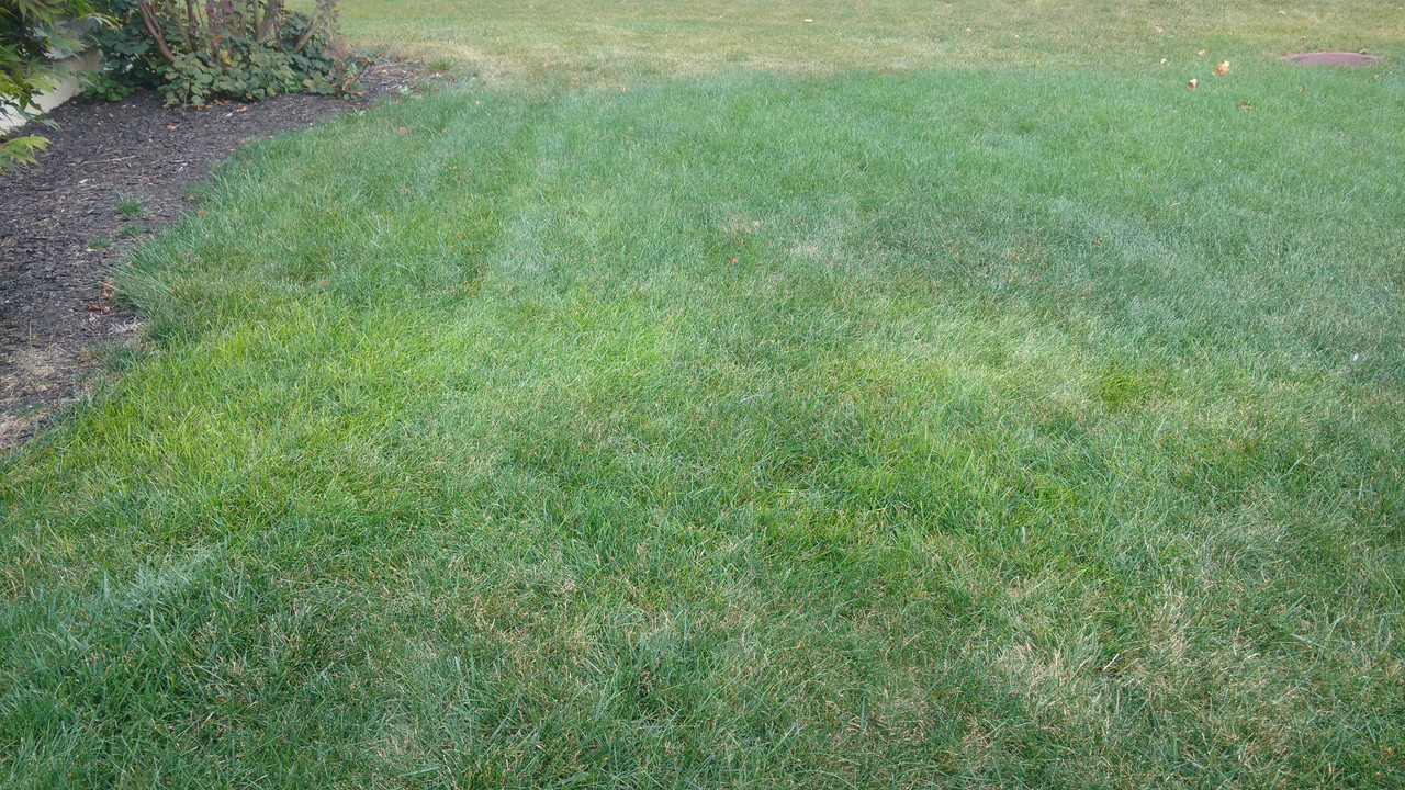 Light green grass patches, is it poa or something else? Lawn Care Forum
