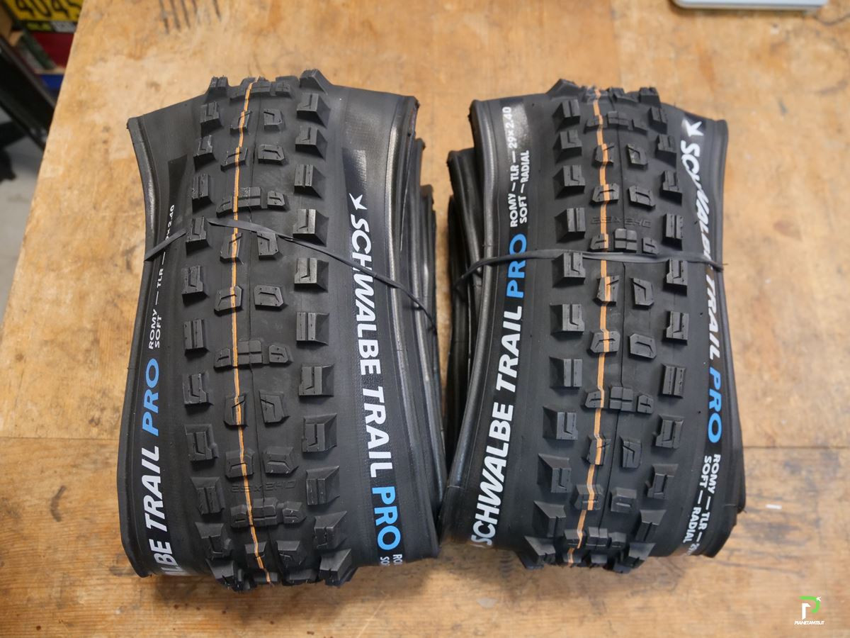 schwalbe-romy2588306.jpg