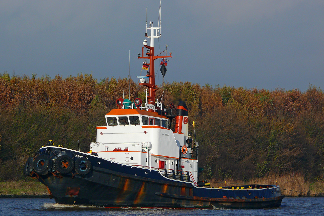 Leopard (OK 131108 3)