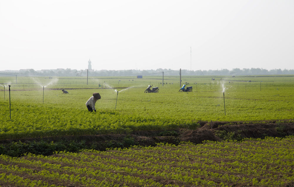 trồng cà rốt ở minh tân lương tài bắc ninh