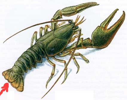 плавникжопа