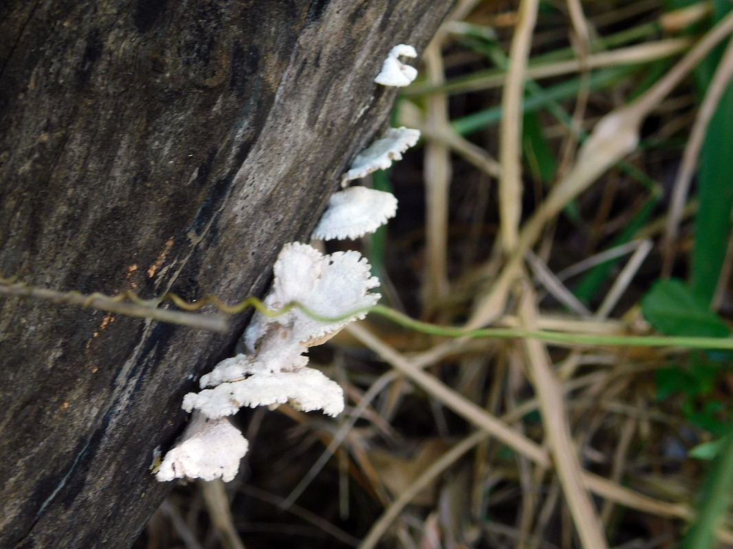DSCN0519.jpg