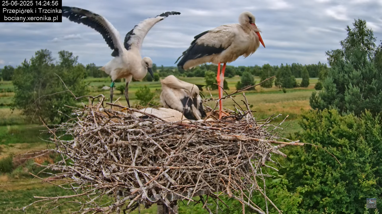 25062025bociany31