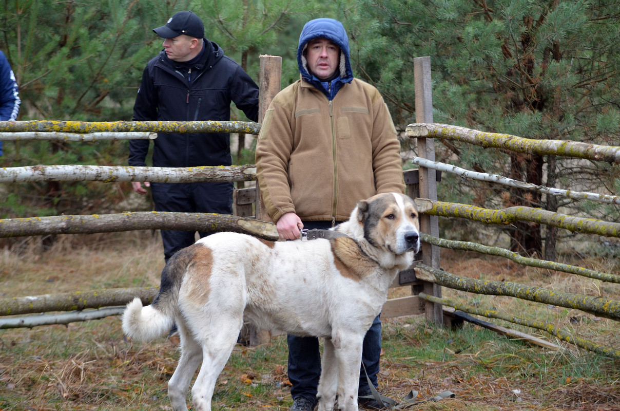 Халк - Сако (1)