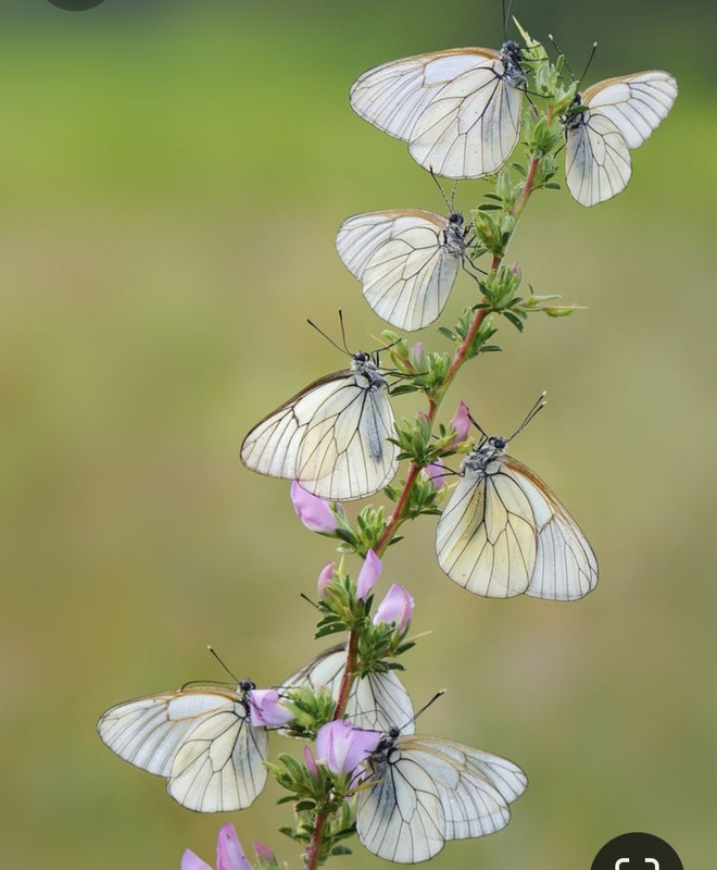 Screenshot_20230712_013411_Pinterest