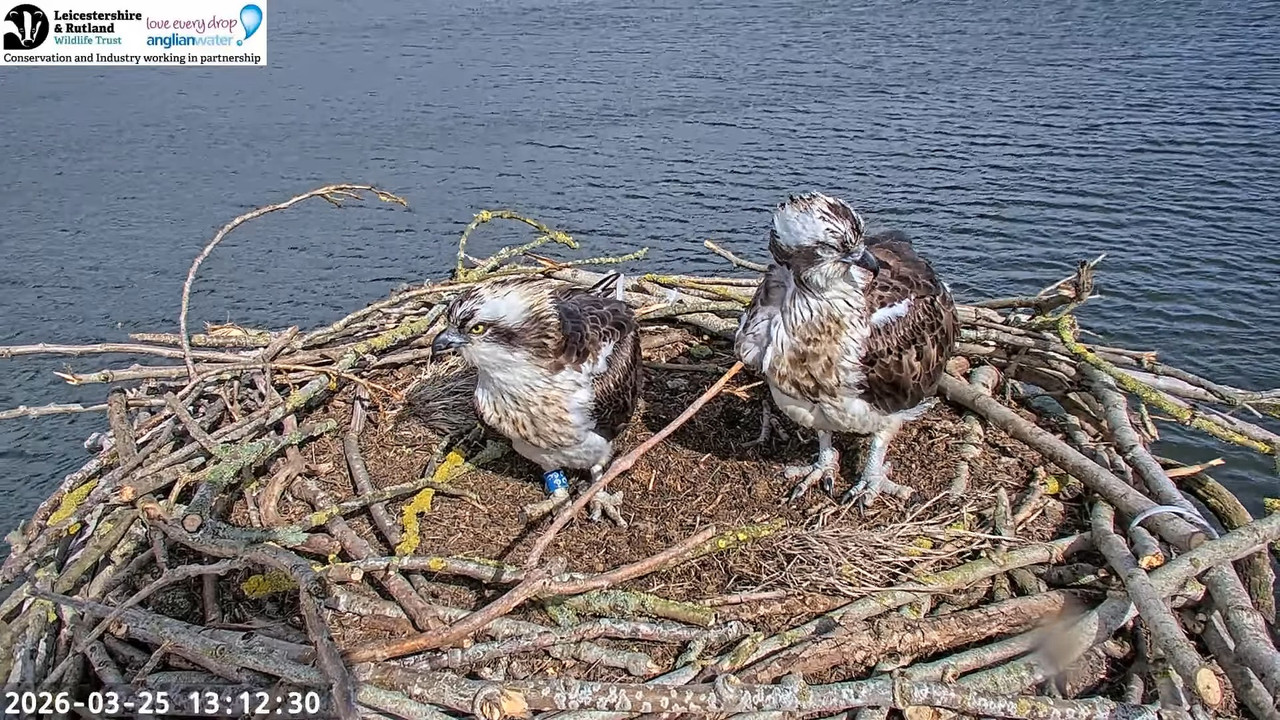 LRWT Manton Bay Ospreys Live Webcam (Close up) 12 28 17 screenshot