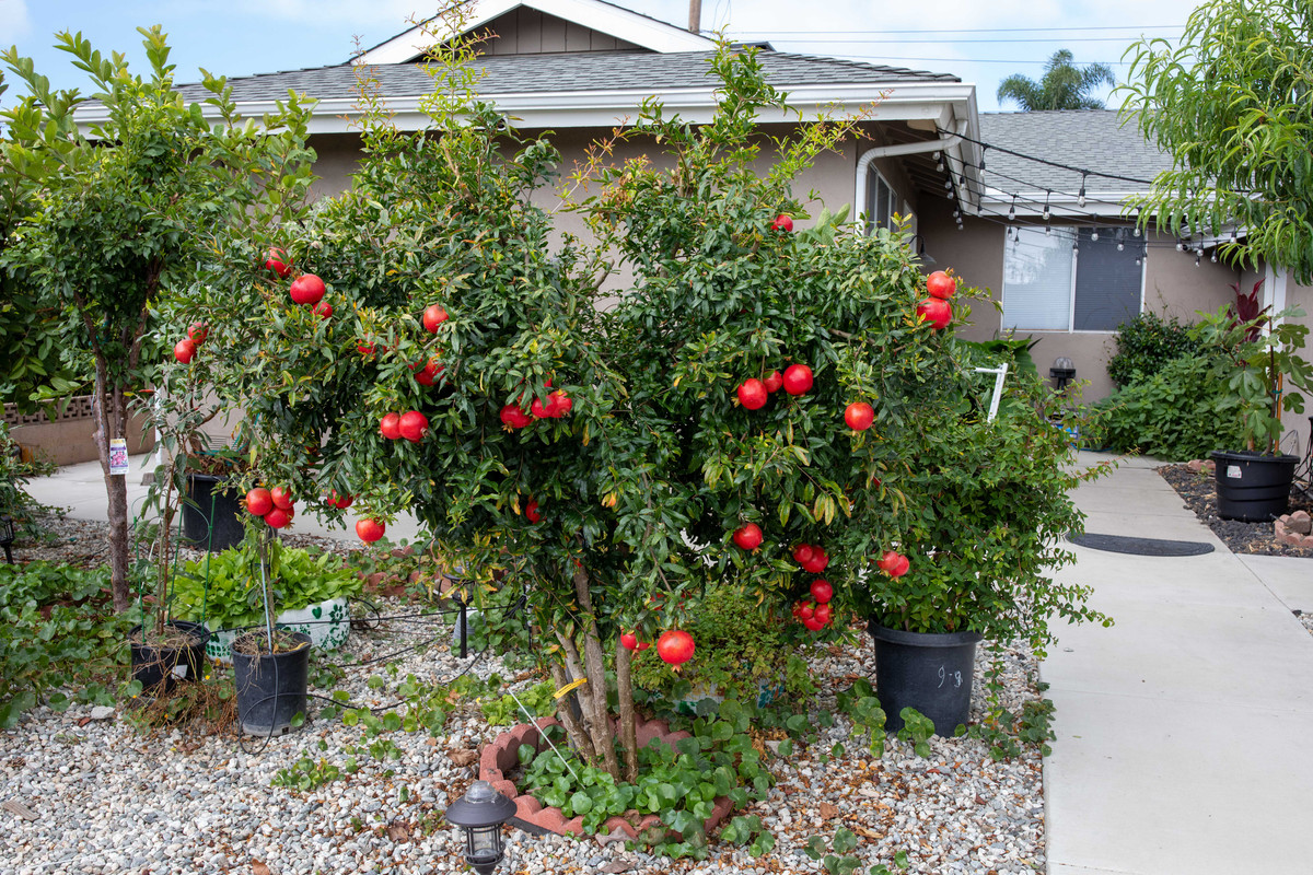 8U1A7174  Wonderful Pomegranate Tree Loaded with Fruit (10-1-25)