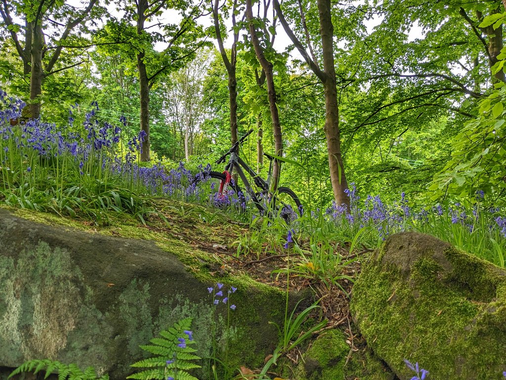 bluebells