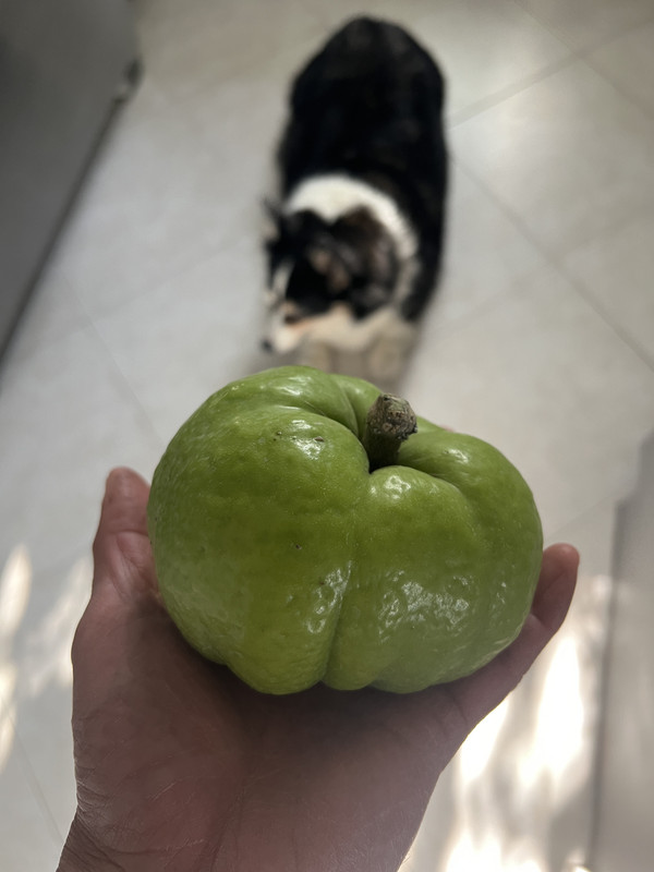 753FC167-99E3-4A18-886C-1C1422420775