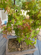 IMG-4223