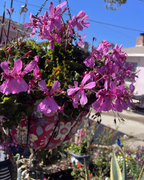 E6FFC75E-AE3F-4A19-99E8-FA6A5ADE7705-1-201-a