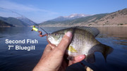 [Image: BLUEGILL.jpg]