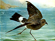 PETREL