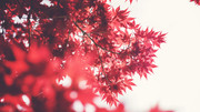 gmccurdy-nature-in-red