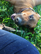 Rocco the Rhodesian Ridgeback 46