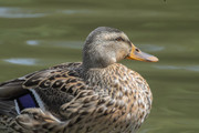 Messenger-creation-6778A434-8701-4B1C-B3D3-A5D8CECF1DF9