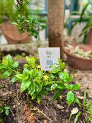 photo-20211123-iherbalgarden-032