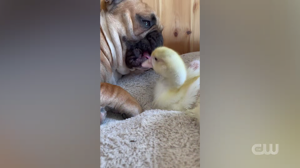 [Image: 0dgdmoa16ff0.png]