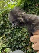 BDA65BB3-F92A-4F64-86C1-391DF7DC7340