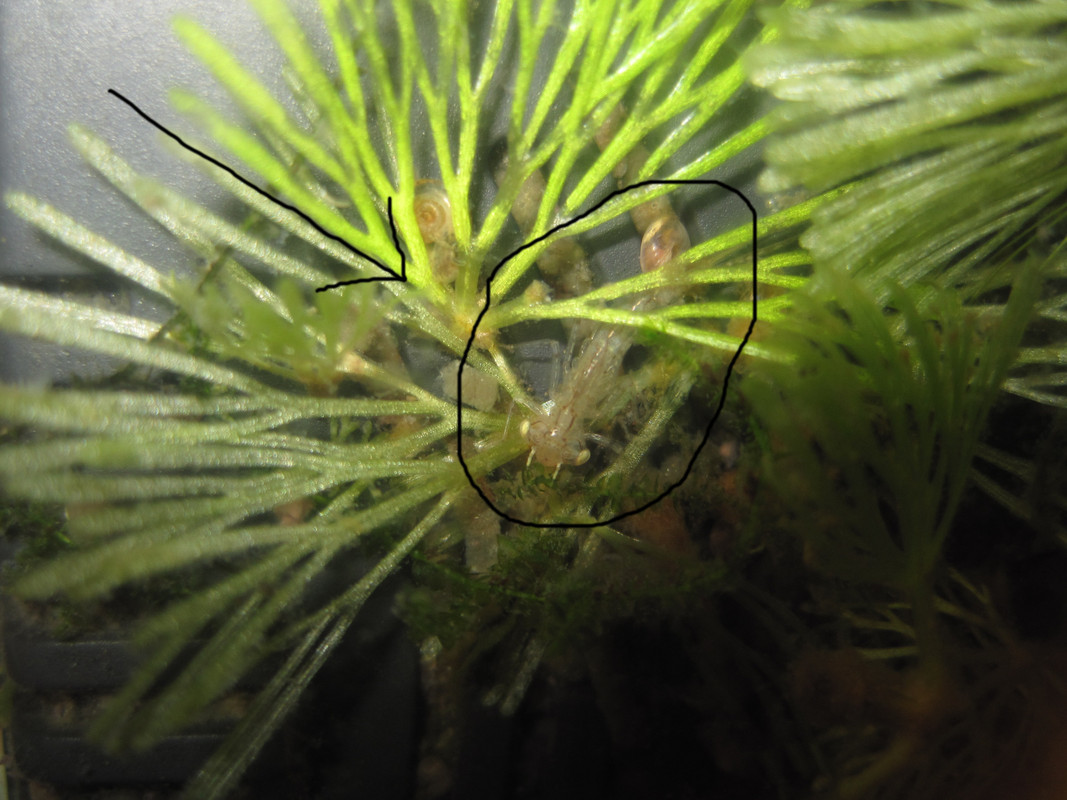 срашилище 001