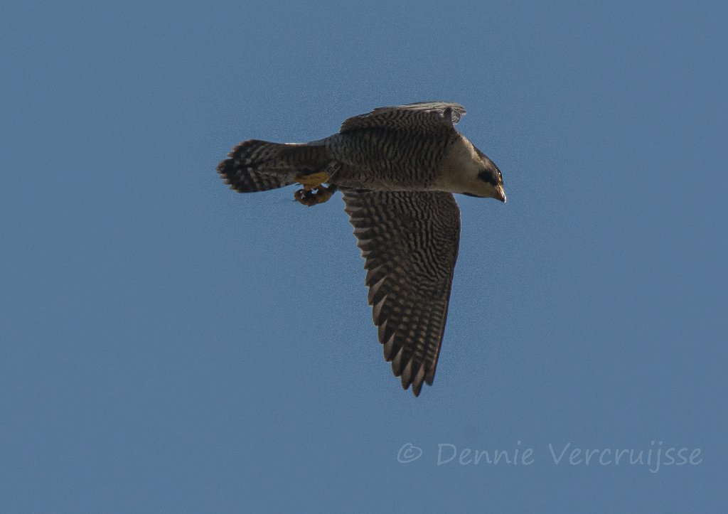Foto's van Dennie. 2020 - Pagina 3 Sv3103b