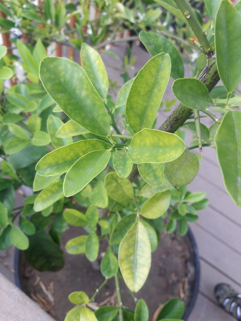 kumquat 2