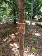 Arroceros-Forest-Park-Manila-Bagras20260715-141813