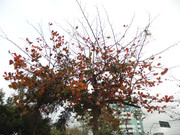 66.2.spring smiles II