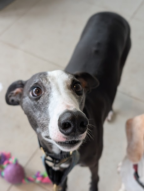 Dog