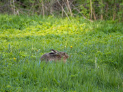 Lepus_europaeus_SMA_07_202005