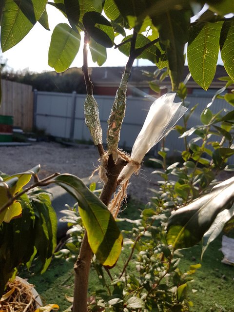 Graft 1
