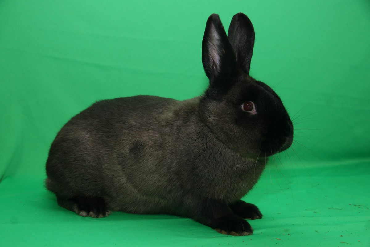 Kuní velký hnědý