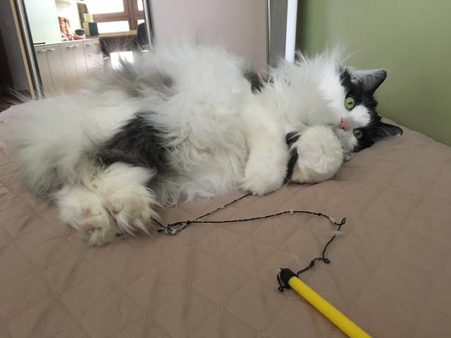 F4421134-6589-47-E6-9-CCB-AD857863509-C.