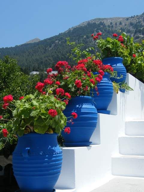 blue-pot-plants-new.jpg