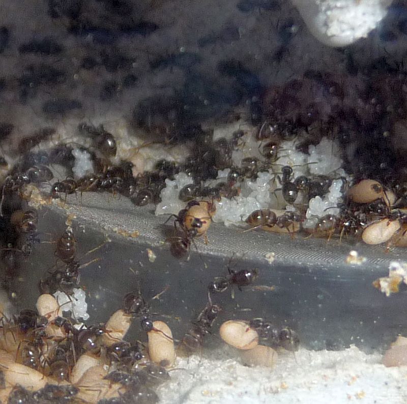 2604-Lasius-eggs.jpg