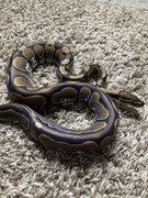 CF36135A-D9C1-436A-A8E2-2354475075C8