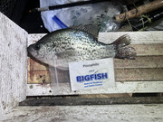 [Image: Crappie-10.jpg]