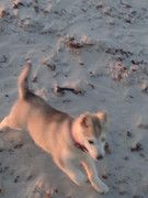 12662646_1511593532479707_1150340829555617544_n