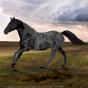 Blue Storm Horse Avatar 2
