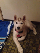 12671606_1511291755843218_6931921903220509607_o