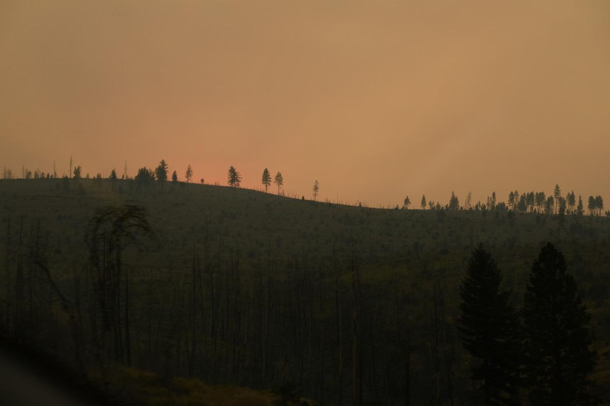 Árboles gigantes, fuegos y volcanes extintos - Oregon y California norte (2018) - Blogs de USA - Primeros días en el norte de California (19)