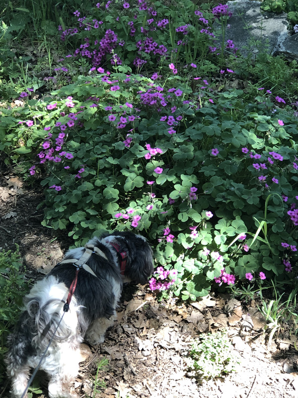 [Image: 43-E27605-2-B4-A-48-D9-9-E78-7-B7-B08-F19-E50.jpg]