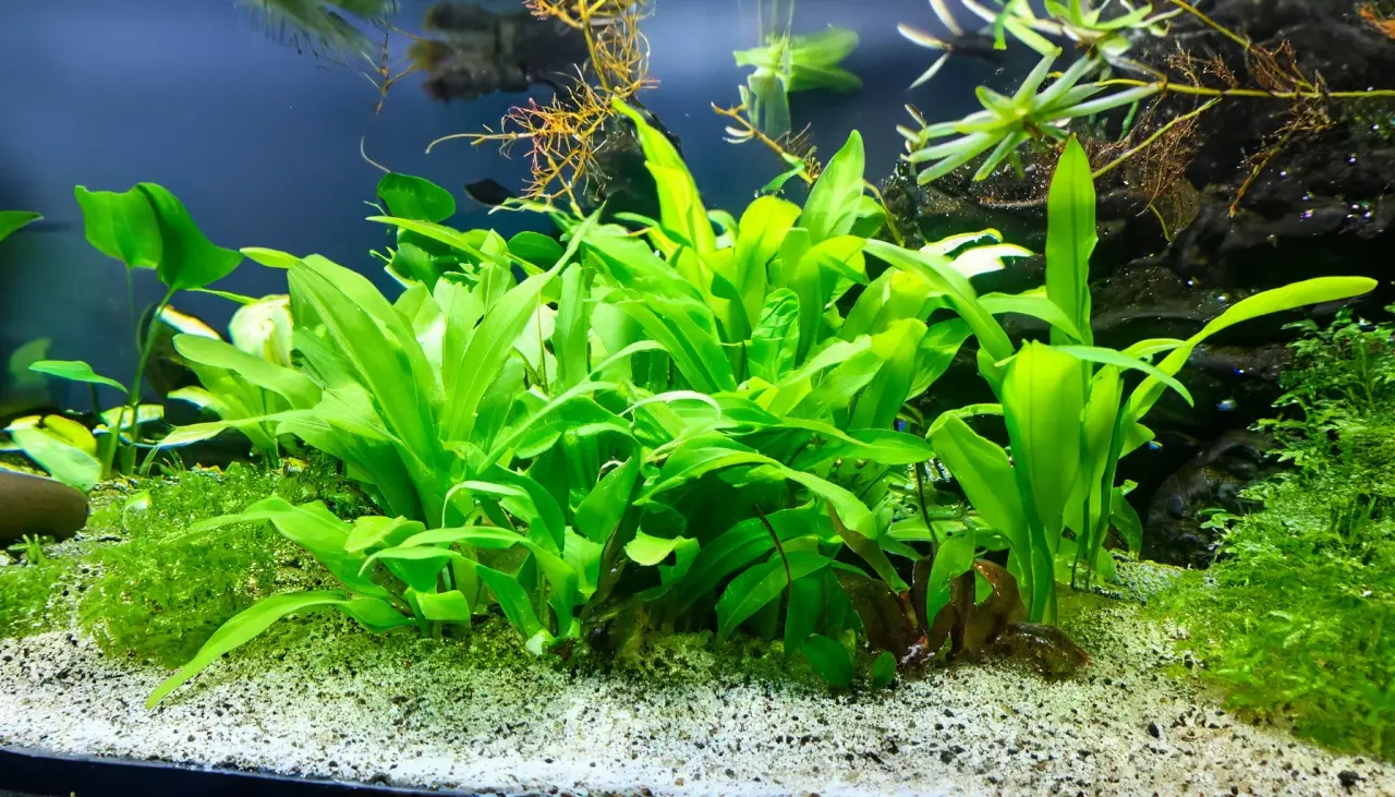 What is Algae in Aquarium?