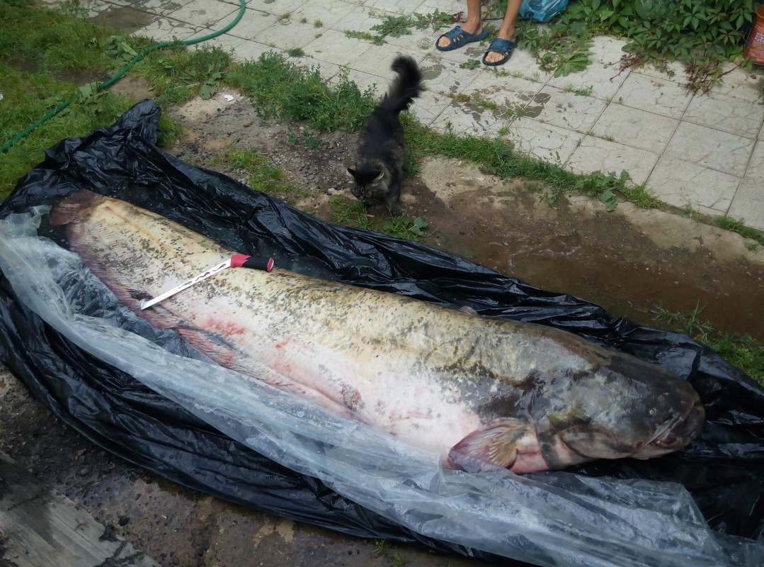 Круглая ЭSка