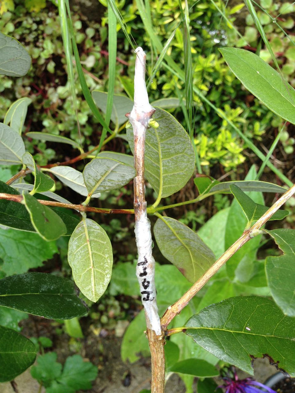 Feijograft3 - 9